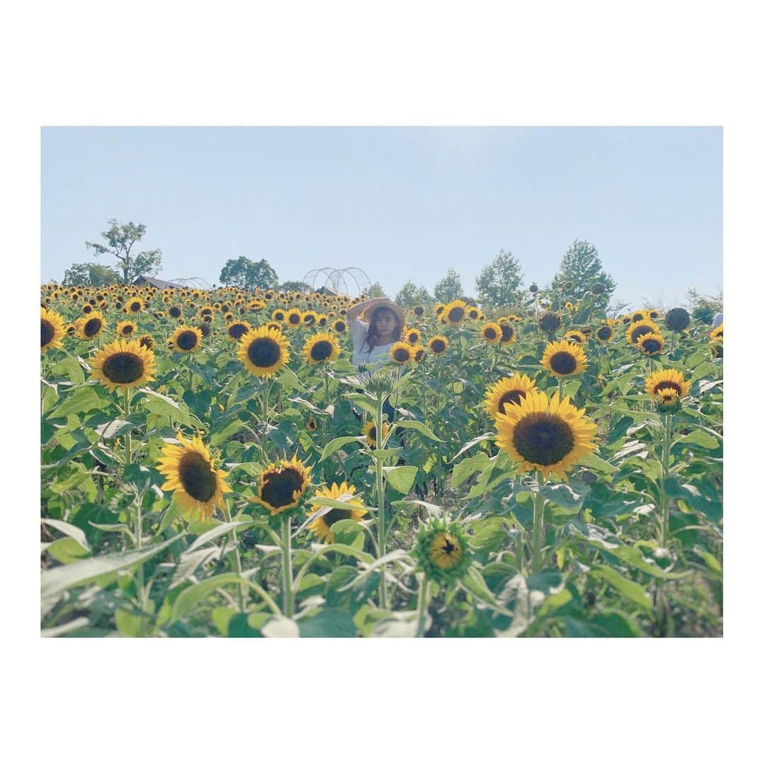 宮崎梨緒さんのインスタグラム写真 - (宮崎梨緒Instagram)「🌻🌻🌻 * ちょうど誕生日に満開やった！ 一面大好きなひまわりで幸せでした♡ *  #ハーベストの丘 #ハーベストの丘2020夏のフォトコンテスト  #ひまわり #sunflower #해바라기  #instagood #데일리」8月31日 8時49分 - miyazakirio