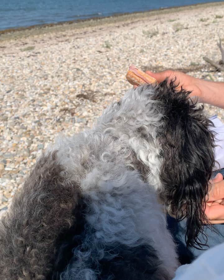 ジェニファー・エスポジートのインスタグラム：「A deserted beach, a blue sky, a pick up truck, two fury hungry pups and a sandwich - that’s all we could handle today. #everything #peace」
