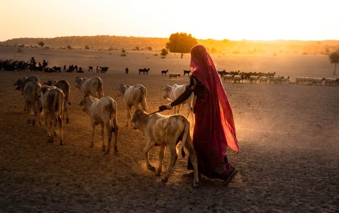 National Geographic Travelさんのインスタグラム写真 - (National Geographic TravelInstagram)「Photo by @deeptiasthana  Life in the Thar Desert tests the human instinct to survive. In this arid land in the northwestern part of India, where trees are sparse and the local population is aplenty, an expanse of undulating sand dunes scattered with saline lake beds stretches across 200,000 square kilometers in Rajasthan. The setting almost seems surreal.  I navigated through the Great Indian Desert over the course of three weeks and learned about the way of life in the oasis. Thar is a major wool-producing region in India. To the shepherds here, cattle are equivalent to walking gold. But animal rearing is no longer a sustainable occupation, since fodder and water are scarce. This leaves locals torn between keeping their traditions alive and adapting to changing times.」8月31日 9時05分 - natgeotravel