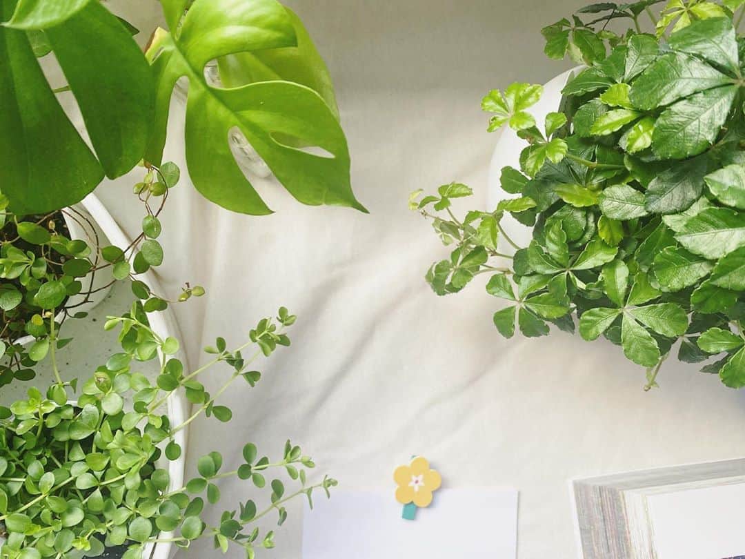 LOVEGREEN -植物と暮らしを豊かに。さんのインスタグラム写真 - (LOVEGREEN -植物と暮らしを豊かに。Instagram)「［観葉植物］ . 観葉植物を買うとき。 どんなところに飾ろうかな？ どんな鉢にしようかな？ . なんて考えるのも楽しい。 . 部屋の雰囲気を変えてくれるだけでなく、なにかを育てる楽しみやワクワクをくれるのも観葉植物。 . 部屋に観葉植物を置きたいなってなったときは、LOVEGREENを覗いてみてください👀 . 管理方法をcheckするだけでなく、人気の観葉植物も購入できます🌿✨ .  #観葉植物初心者#園芸初心者 #園芸用品 #園芸雑貨 #観葉植物 #観葉植物のある暮らし #グリーンのある暮らし #インドアグリーン #緑のある生活 #観葉植物初心者 #観葉植物が好き #シンプルな暮らし #シンプルライフ #暮らしを楽しむ #日々の暮らし #賃貸暮らし #マンション暮らし #植物 #植物のある暮らし #植物のある生活 #植物と暮らす #ベランダ #観葉植物インテリア #インテリア好き #インテリア植物 #インテリア #リビング」8月31日 9時05分 - lovegreen_official
