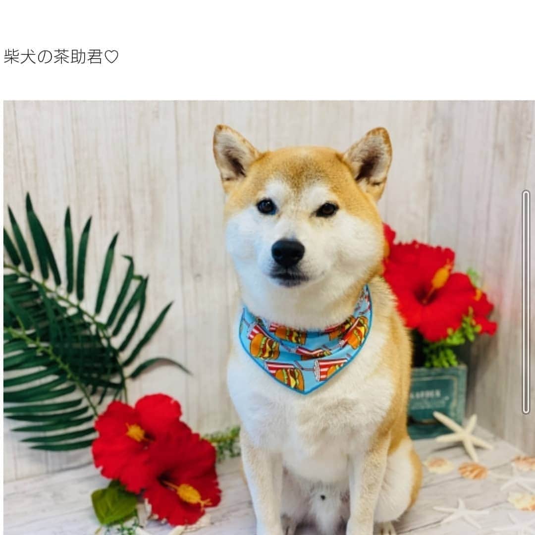柴犬⭐️サスケのインスタグラム：「おはわん #トリミング後#もうちょい笑顔でお願いします#茶助#柴犬#赤柴#犬ら部#わんだフォ#ふわもこ部#pecoいぬ部 #あと10日で会えるよ#shibastagram #shibagram #🐶#🐶📷 #いぬのいる暮らし #いぬすたぐらむ #柴北会 #北海道#トリミング」