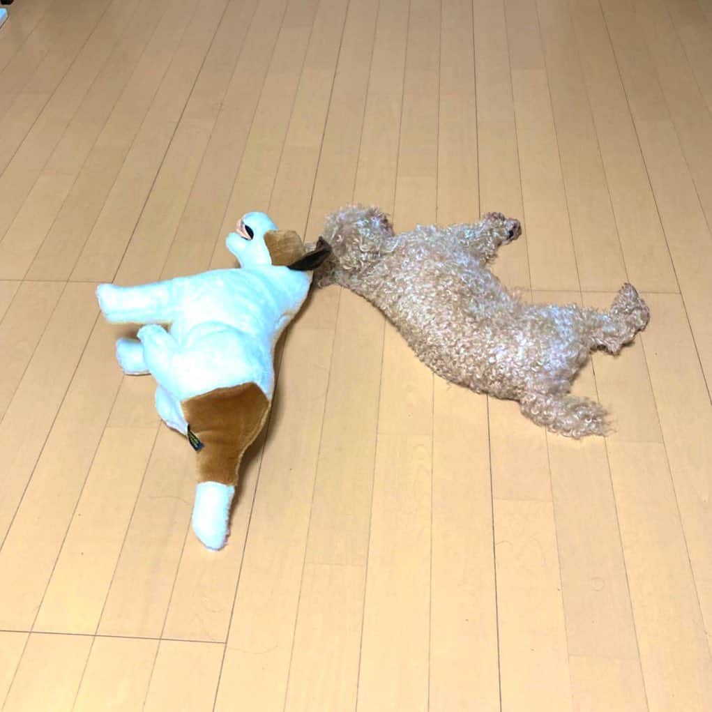 チャチャ丸のインスタグラム：「どっちがチャチャ丸...？ . . #トイプードル #イリュージョン #toypoodle #イコール」
