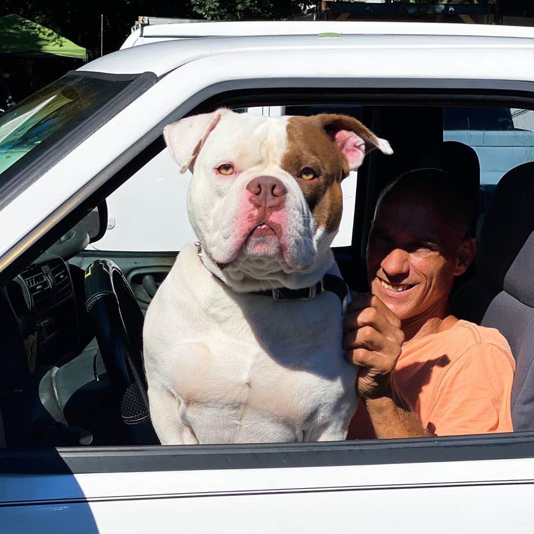 The Dogistさんのインスタグラム写真 - (The DogistInstagram)「Ace, American Bulldog (2 y/o), North Falmouth, MA • “He’s harmless.”」8月31日 9時31分 - thedogist