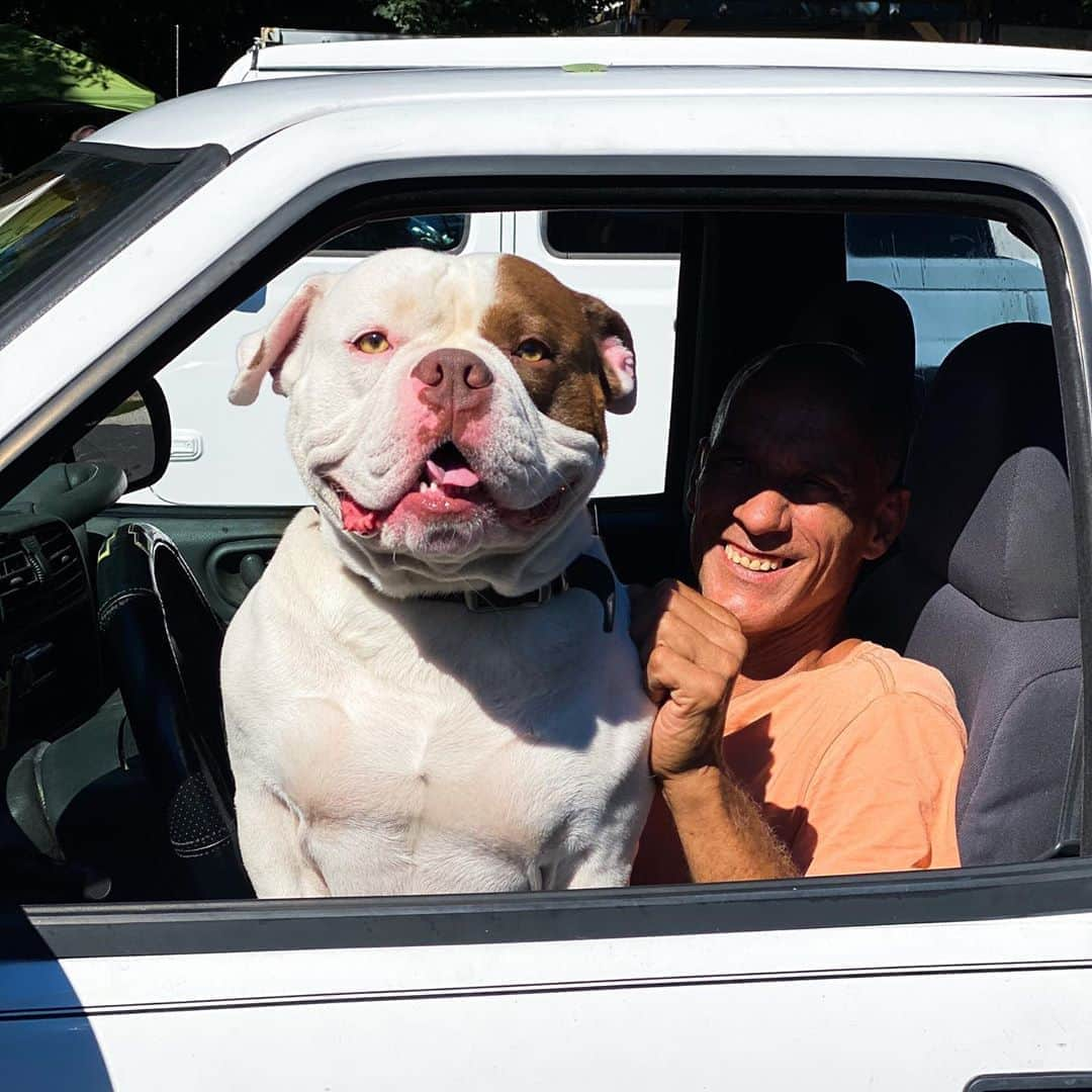 The Dogistさんのインスタグラム写真 - (The DogistInstagram)「Ace, American Bulldog (2 y/o), North Falmouth, MA • “He’s harmless.”」8月31日 9時31分 - thedogist