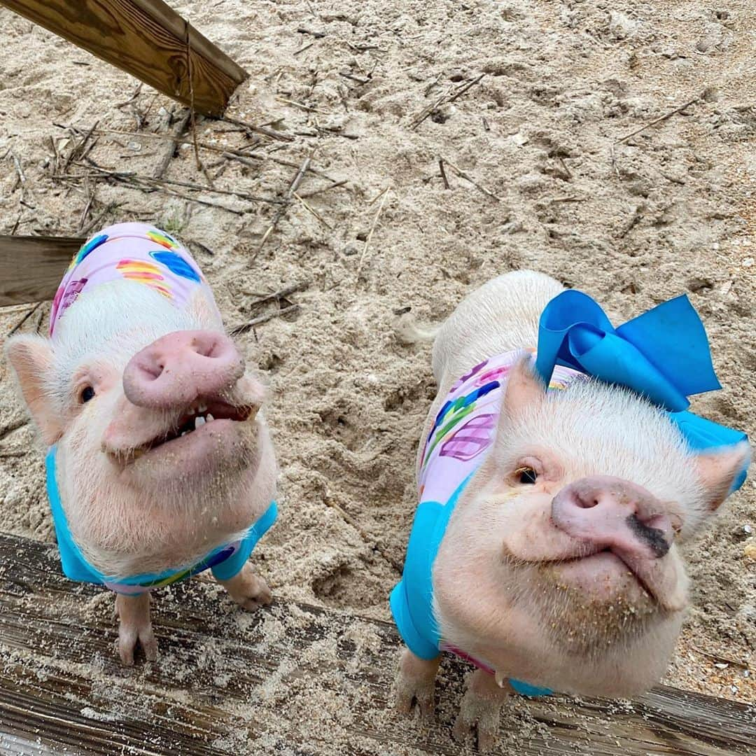 Priscilla and Poppletonさんのインスタグラム写真 - (Priscilla and PoppletonInstagram)「Happy Snout Sunday from Penn and Posey! We had such a great time at the beach! Sandy Snout Sundays are the best kind of Snout Sundays!🐽🏖#PiggyPenn #PosingPosey #PonteVedra #PrissyandPop」8月31日 9時30分 - prissy_pig