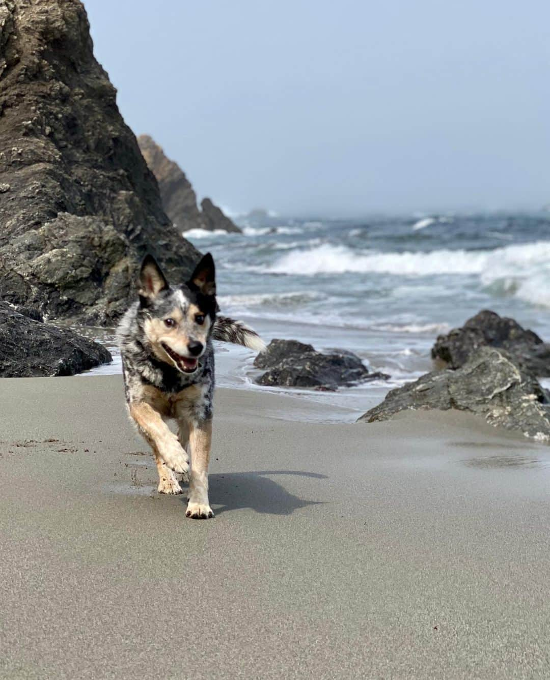 Dogs by Ginaさんのインスタグラム写真 - (Dogs by GinaInstagram)「We’ve been fleeing the smoke brought on by the California Wildfires. Weekends on the coast brings relief. Stay well friends.」8月31日 10時17分 - napanatural.dogco