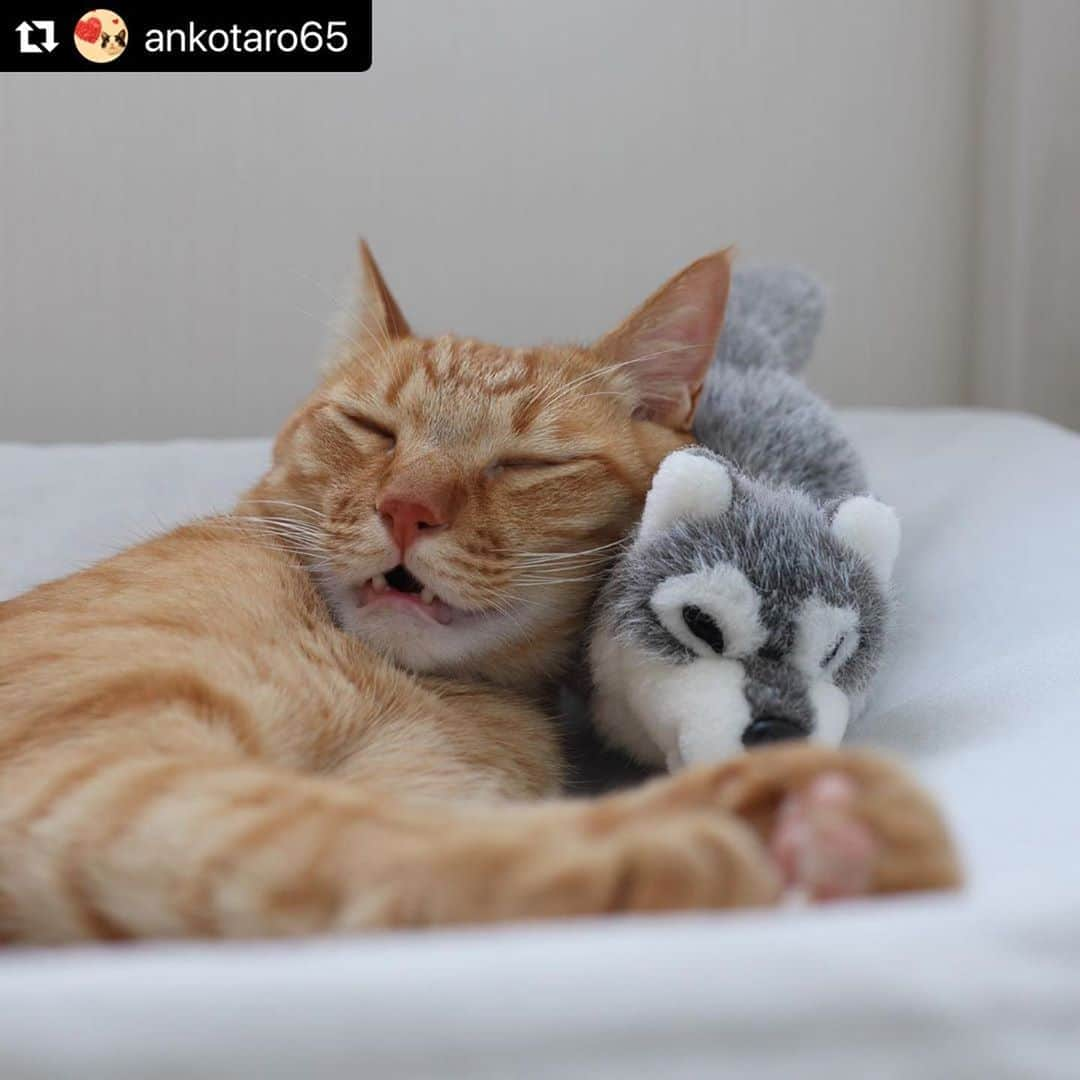 ねこさんのインスタグラム写真 - (ねこInstagram)「【#ねこは人を笑顔にする】❣️ グォーグォーー😴💤仲良く添い寝💕 @ankotaro65 さん、ありがとう🙌🏻❤️ #Repost @ankotaro65 with @make_repost ・・・ Sweet dreams! ハスキーちゃんとお昼寝。 ❤︎ #ねこは人を笑顔にする  #myprecious2020  #愛しい生きもの  #nekoclub #NEKOくらぶ  #nyancon01  #sippo #sippoストーリー  #猫びよりプラス  #catstagram_japan  #チーム月輪グ #にゃんすたぐらむ #猫のいる暮らし  #ピクネコ #みんねこ #ペコねこ部  #保護猫 #茶トラ  #catsofinstagram  #gingercat #redtabby  #猫写真 #eoskissm #IGersJP #カメラのある生活 #かめらいふ #ミラーレス #単焦点レンズの世界  #ankotaro」8月31日 11時07分 - neko_magazine