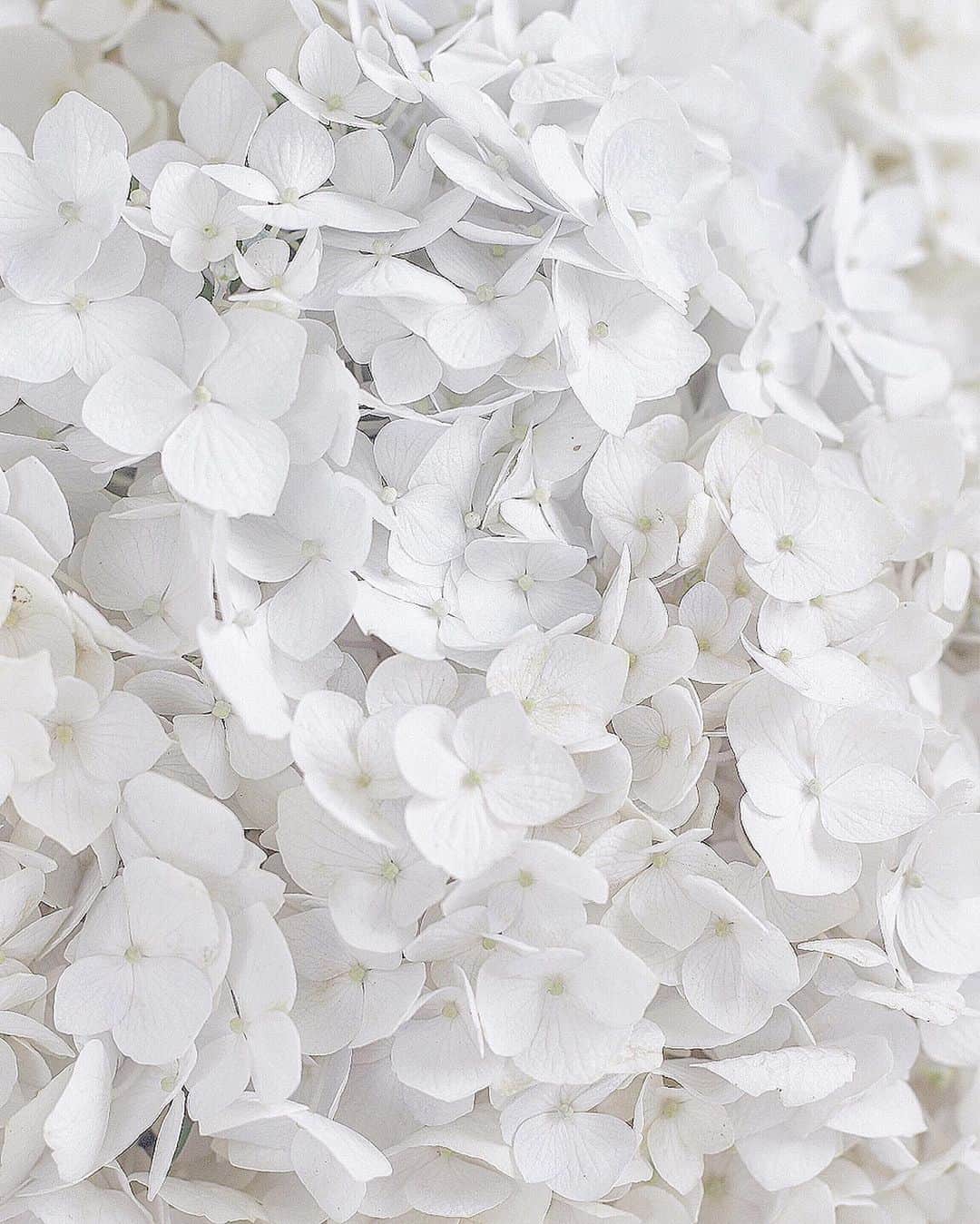 rieさんのインスタグラム写真 - (rieInstagram)「. . 8月 お疲れ様でした。 . . . #紫陽花  #庭花 #花のある暮らし #hydrangea  #whiteflowers  #tv_white  #tv_flowers  #gardenflowers  #수국  #수고하세요」8月31日 11時12分 - riecru