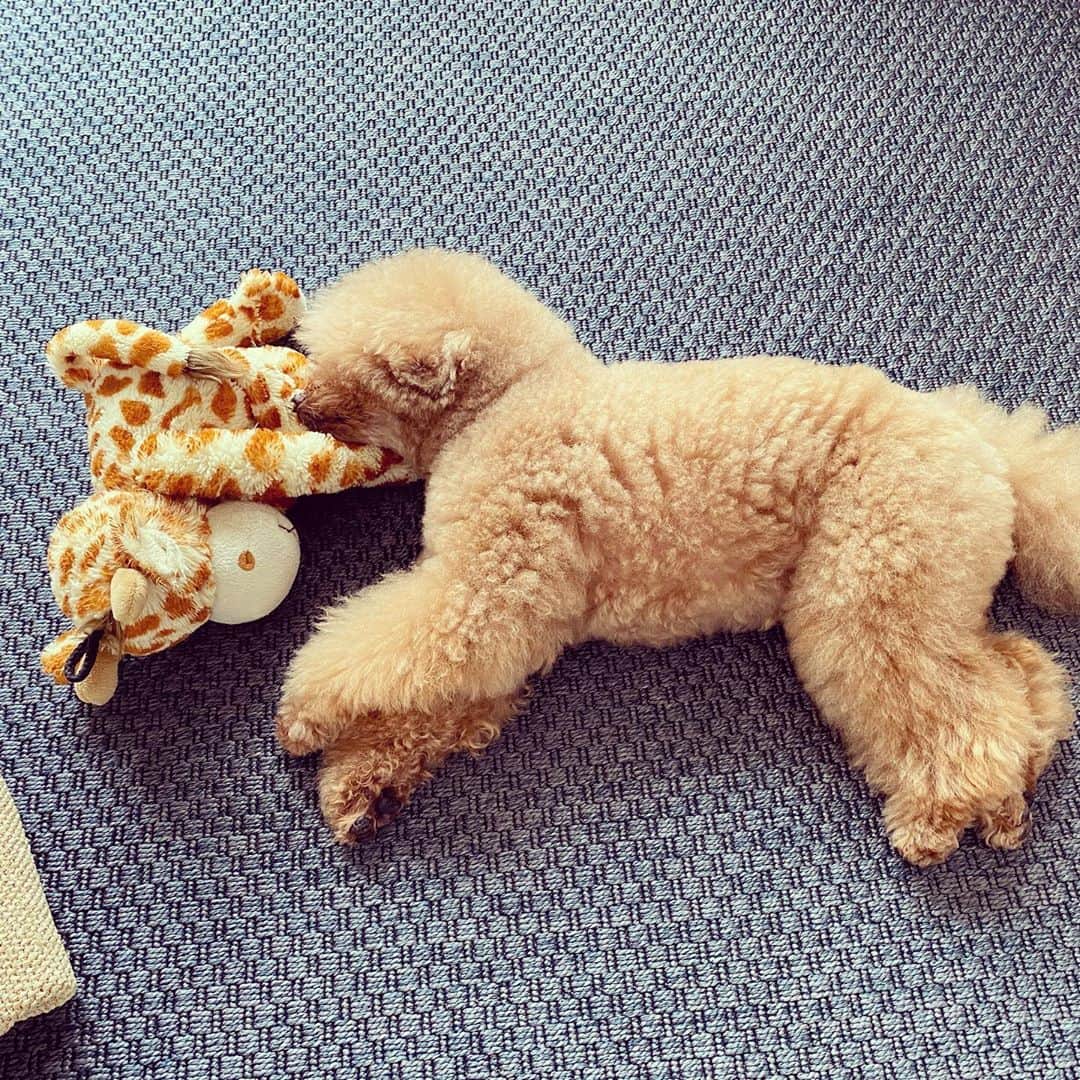 小泉里子のインスタグラム：「午前中はひたすら寝ております 今日はキリン🦒さんと。 はぁ〜毎日暑いね〜 #トコリケ」