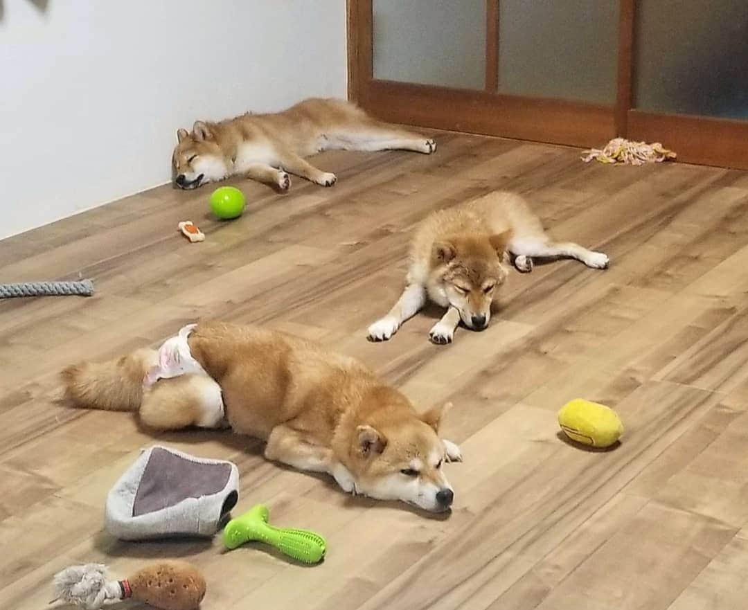 柴犬たま Shibainu Tamaのインスタグラム