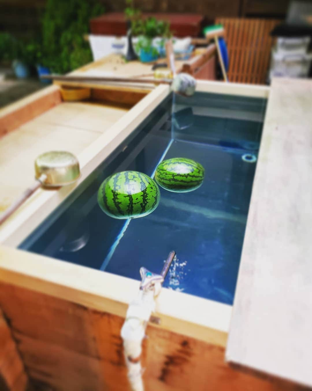 上杉隆さんのインスタグラム写真 - (上杉隆Instagram)「夏の終わりの水中遊泳🍉　#すいか🍉」8月31日 12時20分 - takashiuesugi