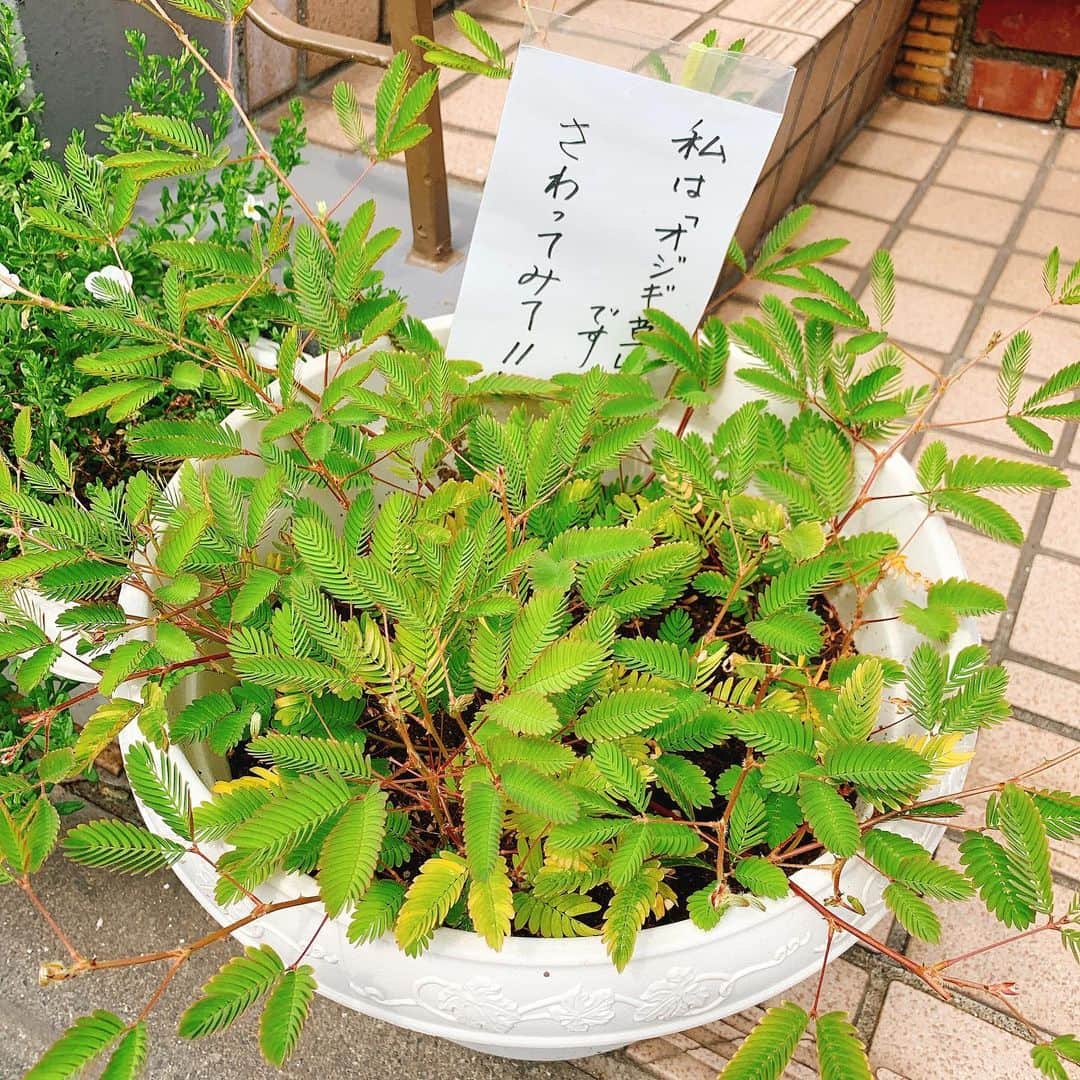 松尾幸実のインスタグラム：「すごく久しぶりにオジギソウ見た✨😸✨これ今の日本の気候で育てるの難しかったはず」