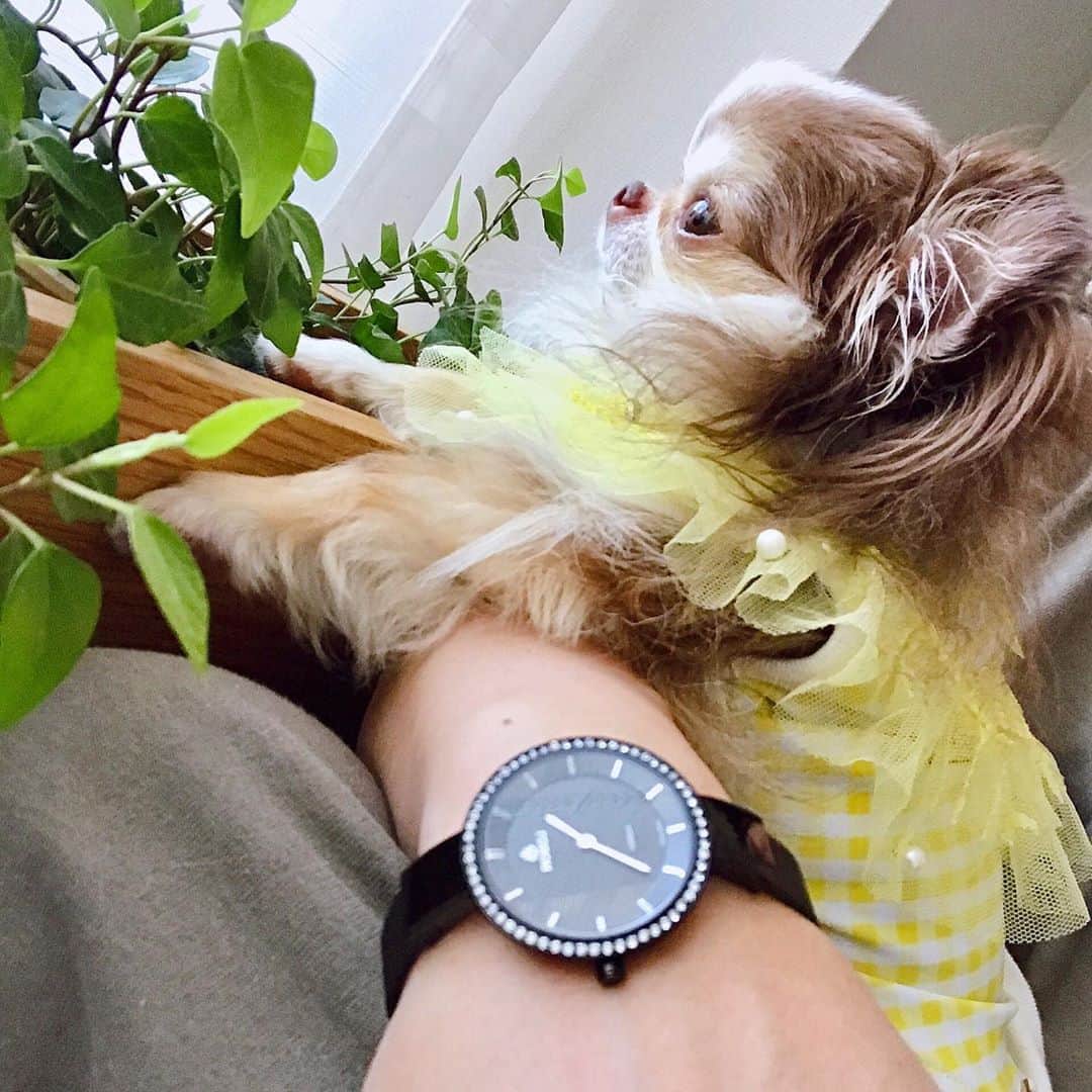 kayoのインスタグラム：「* * * @loborjapan  様の 腕時計⌚️✨ * * ブラックの細身のベルトに文字盤のスワロフスキーがとってもエレガント☺️✨ * * シンプルだけど存在感あって素敵です☺️❣️ * * 🎁クーポンコード 【kayoOhy】➡️10%off (本日8/31より1年間有効) * * 🎁 @loborjapan  * * #ロバー #時計 #腕時計 #lobor * #chihuahua#chihuahualove#dogstgram#dog#instadog#チワワ#チワワ大好き#チワワのいる暮らし * * *」