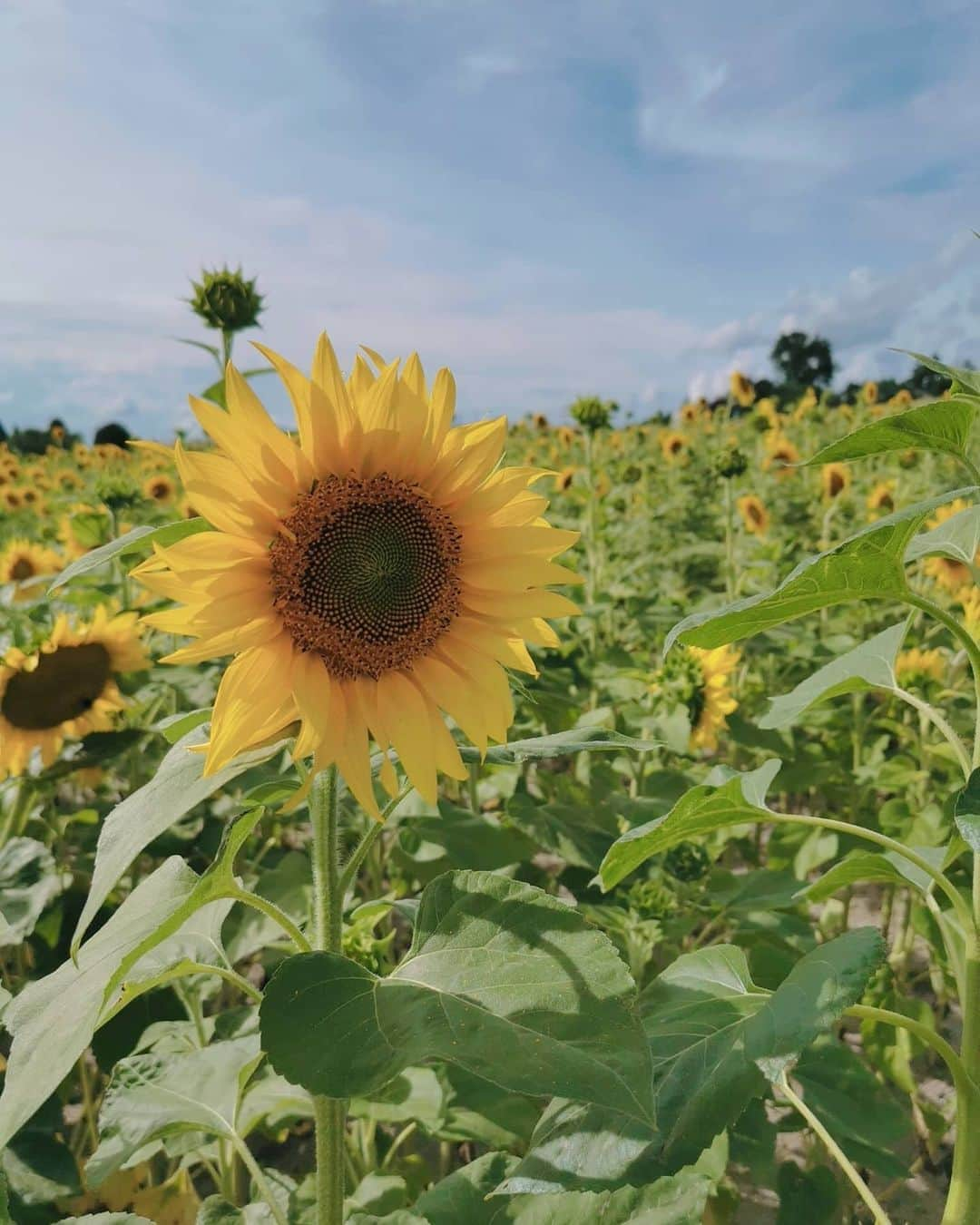 黛実希さんのインスタグラム写真 - (黛実希Instagram)「8月も今日で終わりかあ🌻 . 嫌なことあったり嬉しいことあったり、激しい1ヶ月でした😂🎢 とにかくずっと笑いまくってた8月💕 9月もまた頑張ろう🧚💓 . . . #해바라기#ひまわり#ひまわり畑#🌻#北海道#北海道旅行」8月31日 13時14分 - candymiiiki