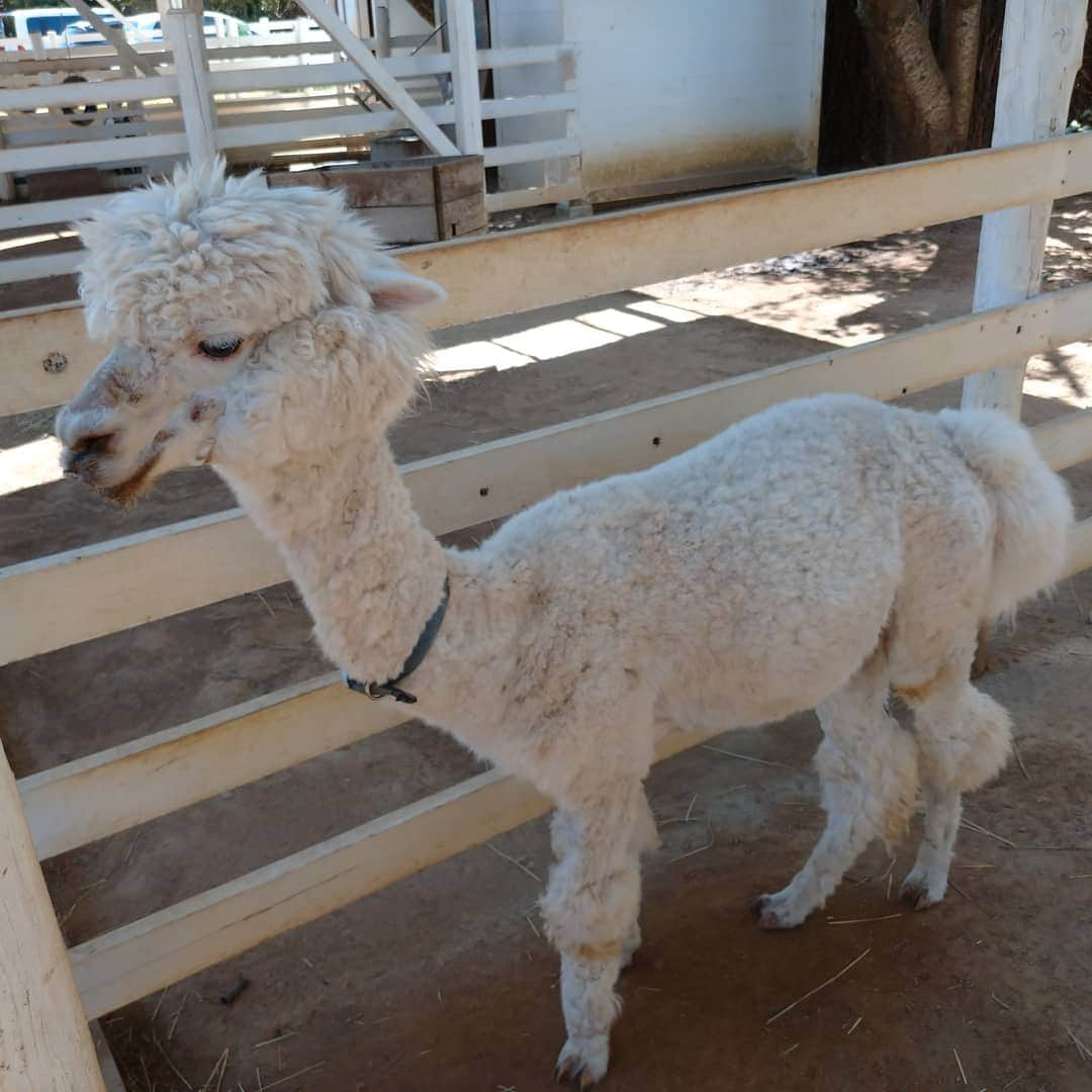 やのぱん（矢野ひろし）さんのインスタグラム写真 - (やのぱん（矢野ひろし）Instagram)「淡路島は、淡路市！！  のじまスコーラに、動物園があって、 そこのアルパカのラウルくんは、 若い可愛い女の子に〇〇するのが、特徴ですって♪♪ 僕もチャレンジ！ 結果は、、、eo光チャンネル  『ぷらっと旅気分』 で、検索ぅ＼(^o^)／ #淡路島 #淡路市 #やのぱん #アルパカ」8月31日 13時35分 - yanopan1103