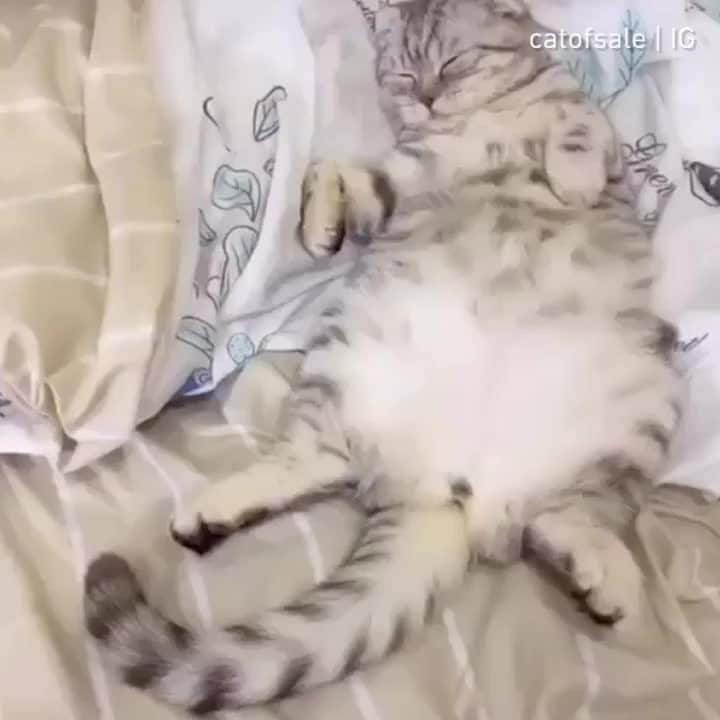 のインスタグラム：「From catofsale  IG⠀ ⠀ Can't wake up on Monday morning 🥰⠀ ⠀ #mewoed #meowedofficial #cat」