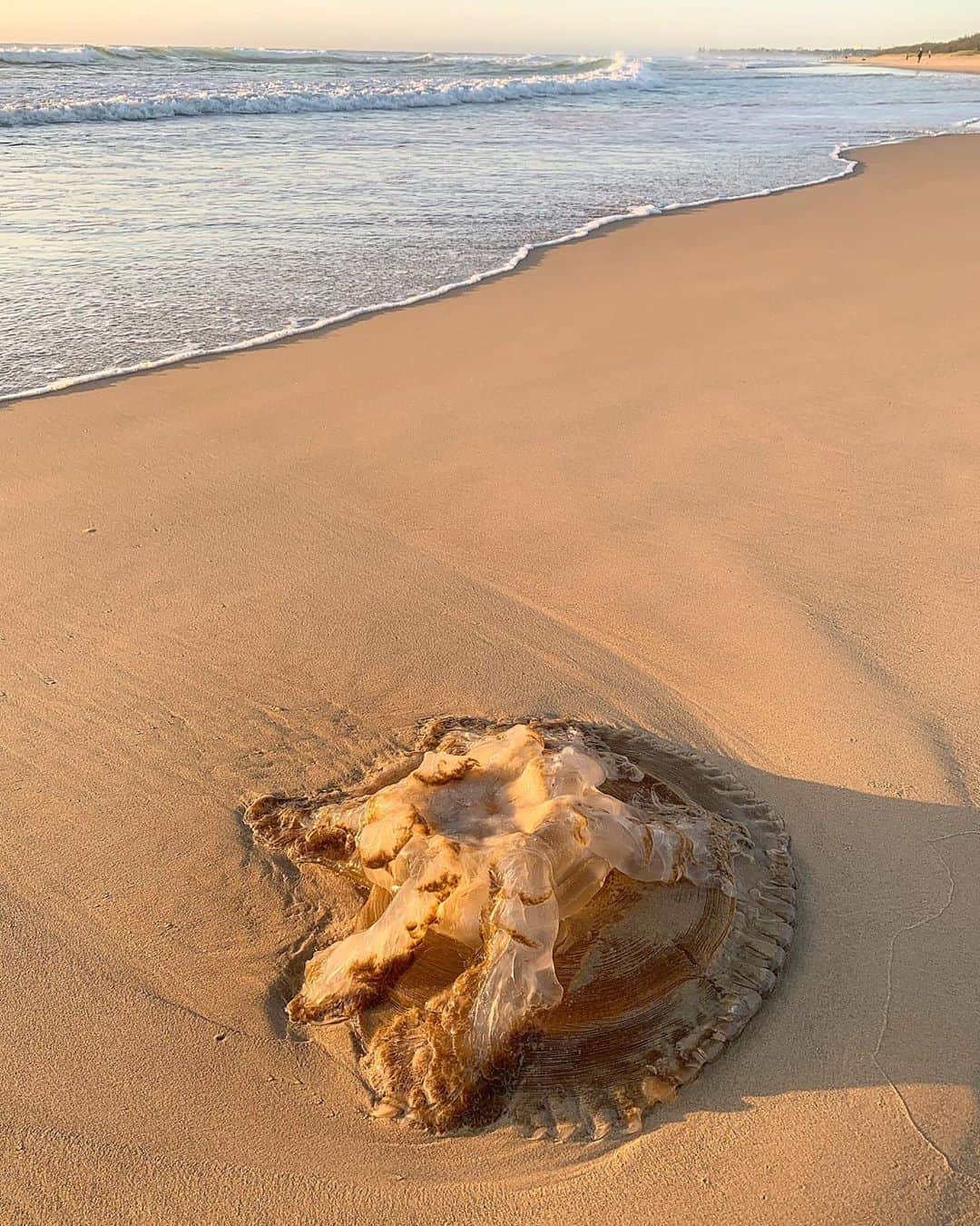 シャーニ・ヴィンソンのインスタグラム：「It’s stuff like this that makes you question your next dip in the ocean..   #jellyfish #marinelife #morningwalk #ocean #creaturesofthesea #enteratyourownrisk 🌊」