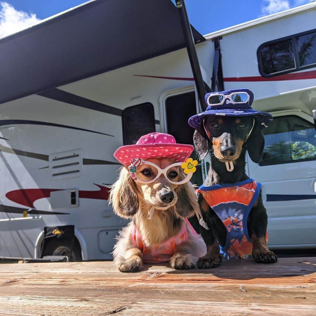 Crusoe the Celebrity Dachshundのインスタグラム：「“We’re livin’ the RV life for a week!” ~ Crusoe」