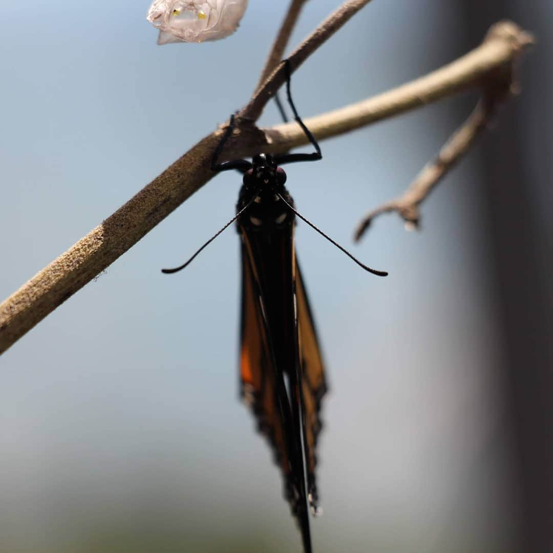 リュボーフィ・イリュシェチキナさんのインスタグラム写真 - (リュボーフィ・イリュシェチキナInstagram)「Our Monarch 🦋 We got to know him as a caterpillar. @juneharrison found him on the cottage road and kept him for us. Thank you, @juneharrison 😘 At the beginning all he did was eating. Non stop for a few days. I imagine, he started way before we know him)  Once what he felt he was stocked with all the nutriens he needed, he hang upside down and wrapped himself into a cocoon.  Unfortunately nobody caught the moment... only the result) a little green cylinder with tiny golden sparks on it.  For the next 10 days nothing happened. On the day 11 it turned dark and we could see the wings through the wrapping. Then in the next few hours the cocoon became very clear and cracked open. I was lucky to see the moment of it hatching 🤩🦋!!! What a miracle!!! The whole beautiful butterfly was packed inside of  the smallest container! And it looked nothing like the caterpillar we used to know)  I babysat him for over an hour while all the metamorphic processes finished. The wings needed to dry and stretch,  he needed to gain some power . I'm saying "he" because he has little black dots on the wings and the tail typical for a male specie. He was very weak at the begining and could only hang upside down.  When he was able to stand upright, we said "Good bye" and left him on the  flower of our tomato plant on the balcony. At the end of the day he wasn't there anymore. Yesterday was a very nice and warm day. Hope, he'll make people admire his beauty. This is a story about our Monarch 🦋  #caterpillar #butterfly #metamorphosis #coccoon #butterflyhatch #monarch #summer2020 #me」9月1日 1時08分 - lubov_ilyushechkina