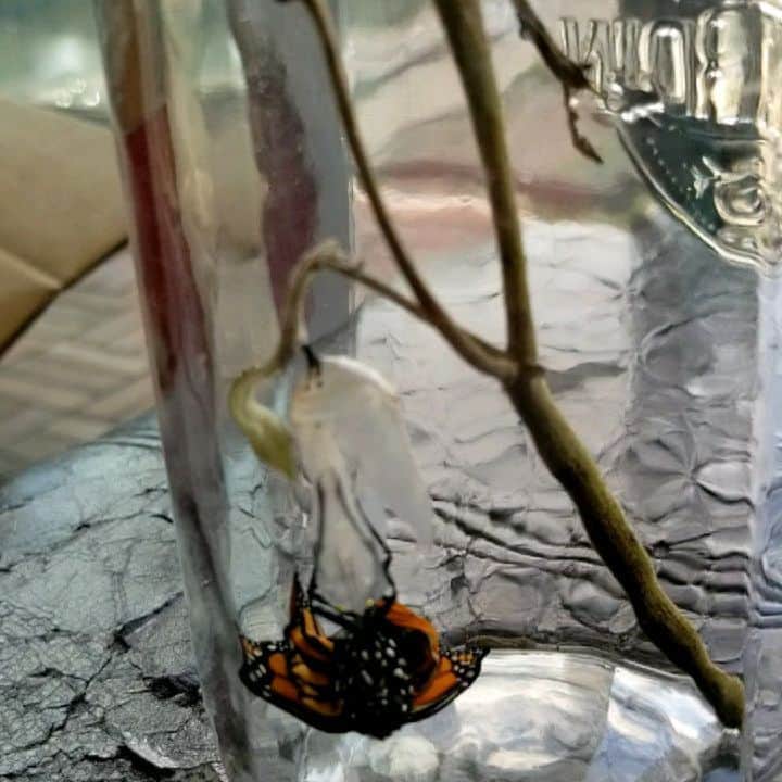 リュボーフィ・イリュシェチキナのインスタグラム：「Our Monarch 🦋 We got to know him as a caterpillar. @juneharrison found him on the cottage road and kept him for us. Thank you, @juneharrison 😘 At the beginning all he did was eating. Non stop for a few days. I imagine, he started way before we know him)  Once what he felt he was stocked with all the nutriens he needed, he hang upside down and wrapped himself into a cocoon.  Unfortunately nobody caught the moment... only the result) a little green cylinder with tiny golden sparks on it.  For the next 10 days nothing happened. On the day 11 it turned dark and we could see the wings through the wrapping. Then in the next few hours the cocoon became very clear and cracked open. I was lucky to see the moment of it hatching 🤩🦋!!! What a miracle!!! The whole beautiful butterfly was packed inside of  the smallest container! And it looked nothing like the caterpillar we used to know)  I babysat him for over an hour while all the metamorphic processes finished. The wings needed to dry and stretch,  he needed to gain some power . I'm saying "he" because he has little black dots on the wings and the tail typical for a male specie. He was very weak at the begining and could only hang upside down.  When he was able to stand upright, we said "Good bye" and left him on the  flower of our tomato plant on the balcony. At the end of the day he wasn't there anymore. Yesterday was a very nice and warm day. Hope, he'll make people admire his beauty. This is a story about our Monarch 🦋  #caterpillar #butterfly #metamorphosis #coccoon #butterflyhatch #monarch #summer2020 #me」