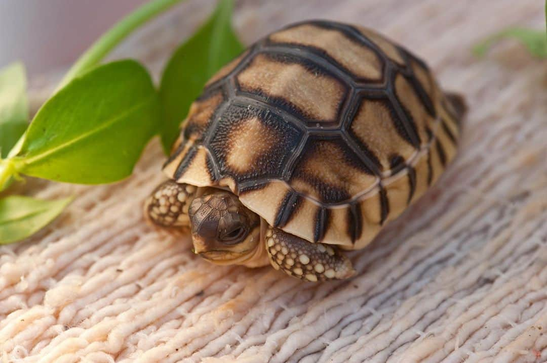 アニマルプラネットさんのインスタグラム写真 - (アニマルプラネットInstagram)「The ploughshare tortoise is a critically endangered species endemic to northwestern Madagascar. The species’ dwindling numbers are partly due to the illegal wildlife trade, which has some collectors willing to pay up to $200,000 for one. . . . . . . #tortoise #ploughsharetortoise #madagascar #endangeredspecies #criticallyendangered #endangered #turtle #madagascarmonday #photooftheday #pictureoftheday」9月1日 1時24分 - animalplanet