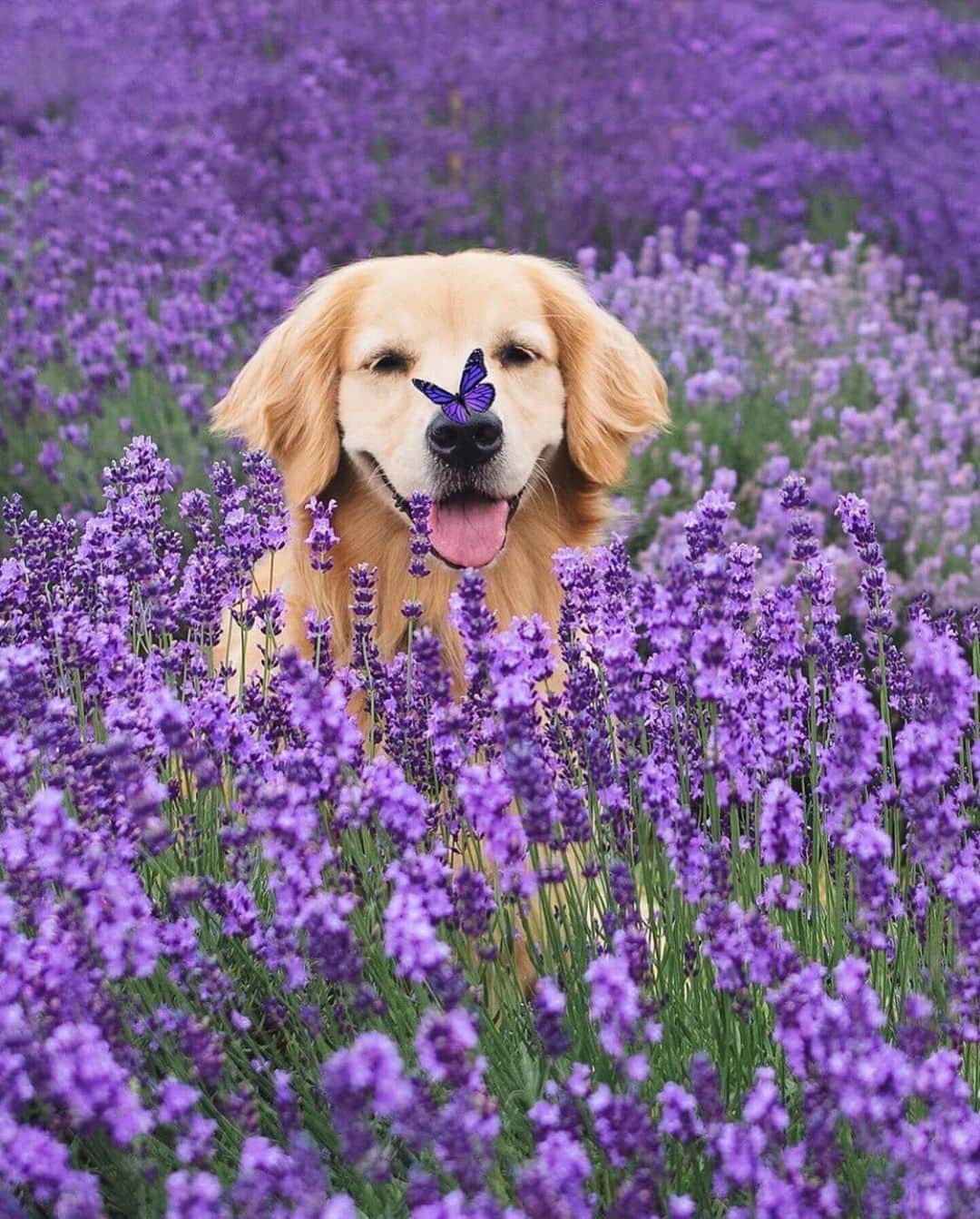 animalsさんのインスタグラム写真 - (animalsInstagram)「An unlikely friendship 💜🦋🐶 Photo by: @lizzie.bear  Share this with a friend ✨」9月1日 1時37分 - babyanmlpics