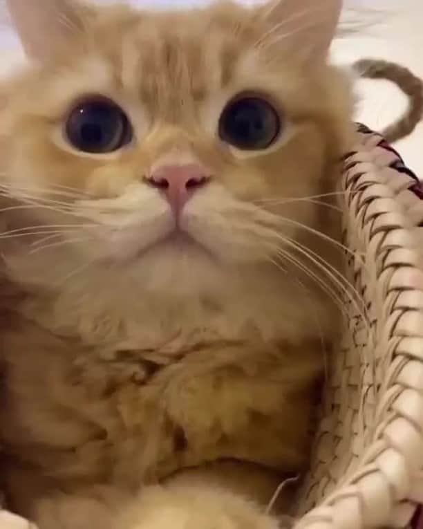 のインスタグラム：「Where are you taking me??⠀ ⠀ 📹@supromothecat⠀ ⠀ #meowed #meowedofficial」