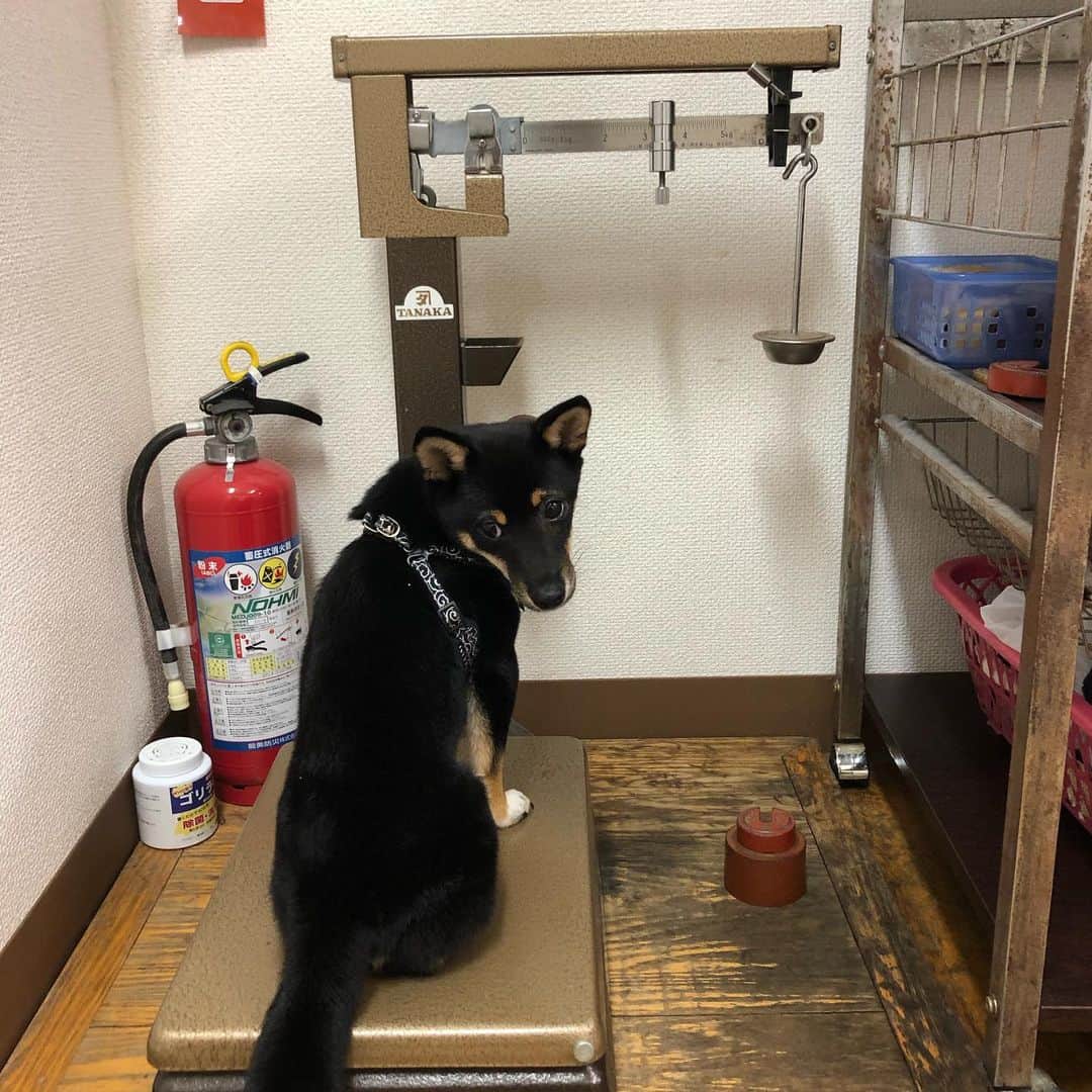 のインスタグラム：「生後7ヶ月半で3.1kg どーなんでしょう？  #日本犬 #柴犬 #豆柴 #極小豆柴 #小豆柴 #黒柴」