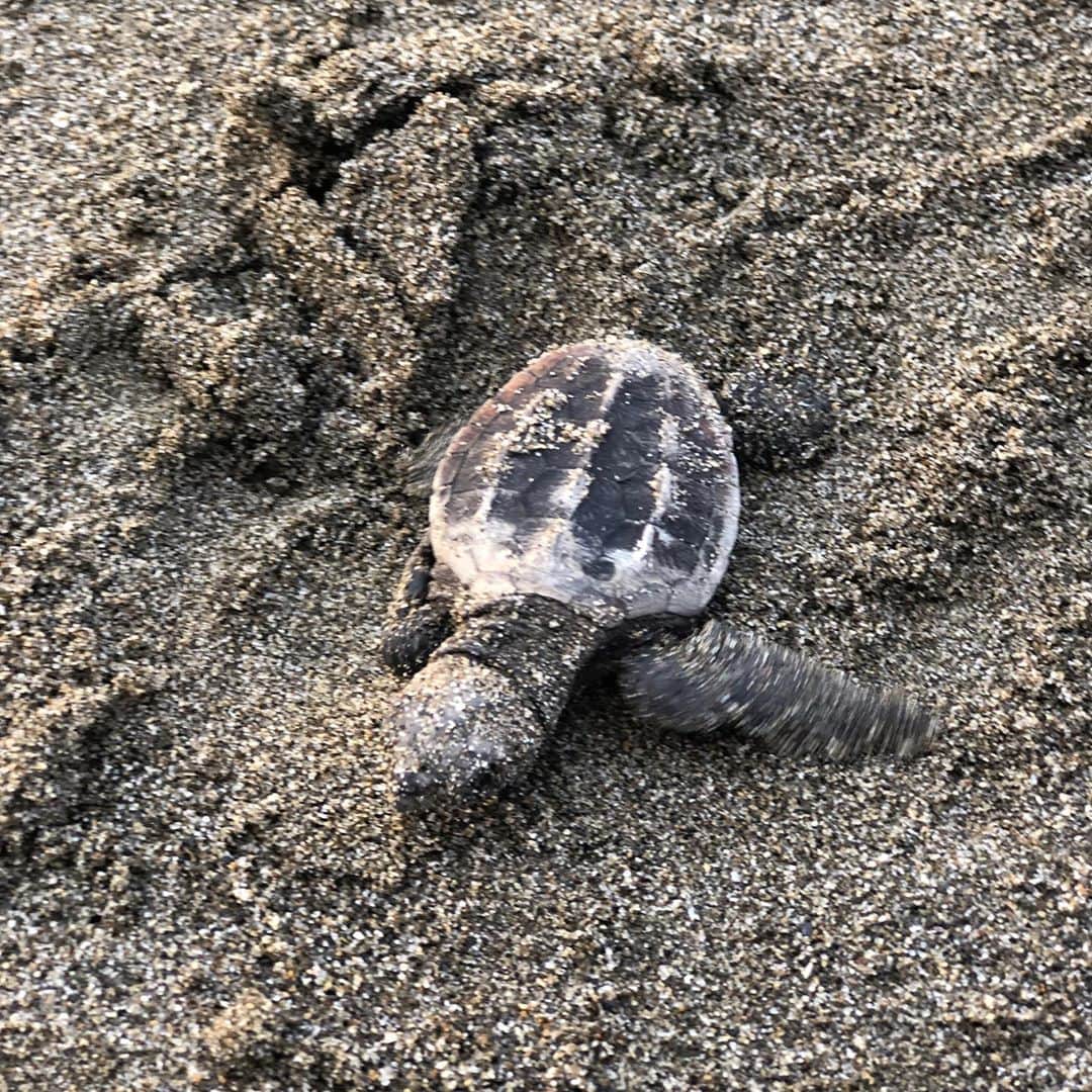 遠近由美子のインスタグラム：「海亀の赤ちゃんが、朝焼けの海に戻っていくところ🐢✨ .  生まれた瞬間に、50cmの深さから砂をかいて地上に出なくてはいけない子亀ちゃん。 .  日中に卵からかえってしまうと、暑過ぎて、ほとんどが途中で力尽きてしまうんだそう。 .  そこから一生懸命砂浜を手でかきながら進み、やっと海に辿り着いては、波に戻され、更に3キロ沖まで泳いでいかないと、生きのびられないという過酷さ。 . 今年は猛暑のせいもあり、海に戻れる子亀の数が特別に少ないのだそうです。この日、海に辿り着けたのは20匹。 . 無事に、大きくなるんだよ。。と、祈りながらみんなで見送りました。 .  双子さんも、手をたたきながら「がんばーれ！」と一生懸命応援☺️ . とっても#貴重な体験 ができました。 .  #夏の思い出 #海亀 #子亀ちゃん　🐢 #旅スタグラム #宮崎 #双子姉妹 #2歳半 #笑顔が一番」
