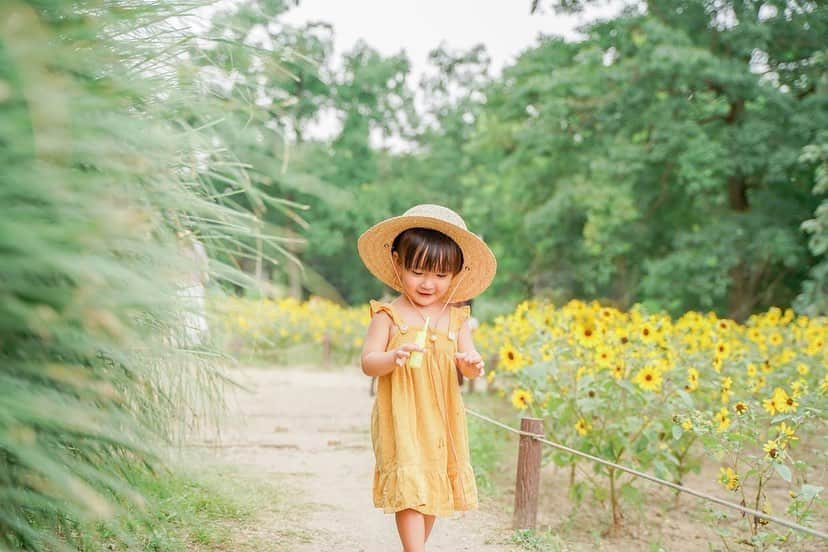 孫きょうさんのインスタグラム写真 - (孫きょうInstagram)「Summer 2020🌻﻿ ﻿ 今年は全然夏らしいこと出来なかったけど﻿ 夏の思い出になったひまわり畑👧🏽👒﻿ ﻿ @sparklingmoment_non に撮ってもらった💛﻿ 自然に遊んでる姿は日常の表情だし﻿ ロケーションばっちりで成長記念にもなるし﻿ ほんといい写真すぎて嬉しい🥺❤️﻿ ﻿ 七五三も当日ロケ撮影はのんにお願いするんだ！﻿ ﻿ 高校からの親友ちゃん。﻿ 昔から知ってるから断言出来るけど、﻿ 子供に間違いなく好かれて﻿ "その子らしさ"を引き出してくれるカメラマン✌🏽✨﻿ ﻿ (持ってるひまわりはのんが用意してくれていた造花です🌻)﻿ ﻿ #kidsphotography #sunflower #昭和記念公園 #キッズフォト #キッズコーデ #キッズファッション #ひまわり畑 #ひまわり #2歳 #2歳11ヶ月 #女の子ママ #親バカ部 #夏の思い出」8月31日 17時33分 - sonkyou1013