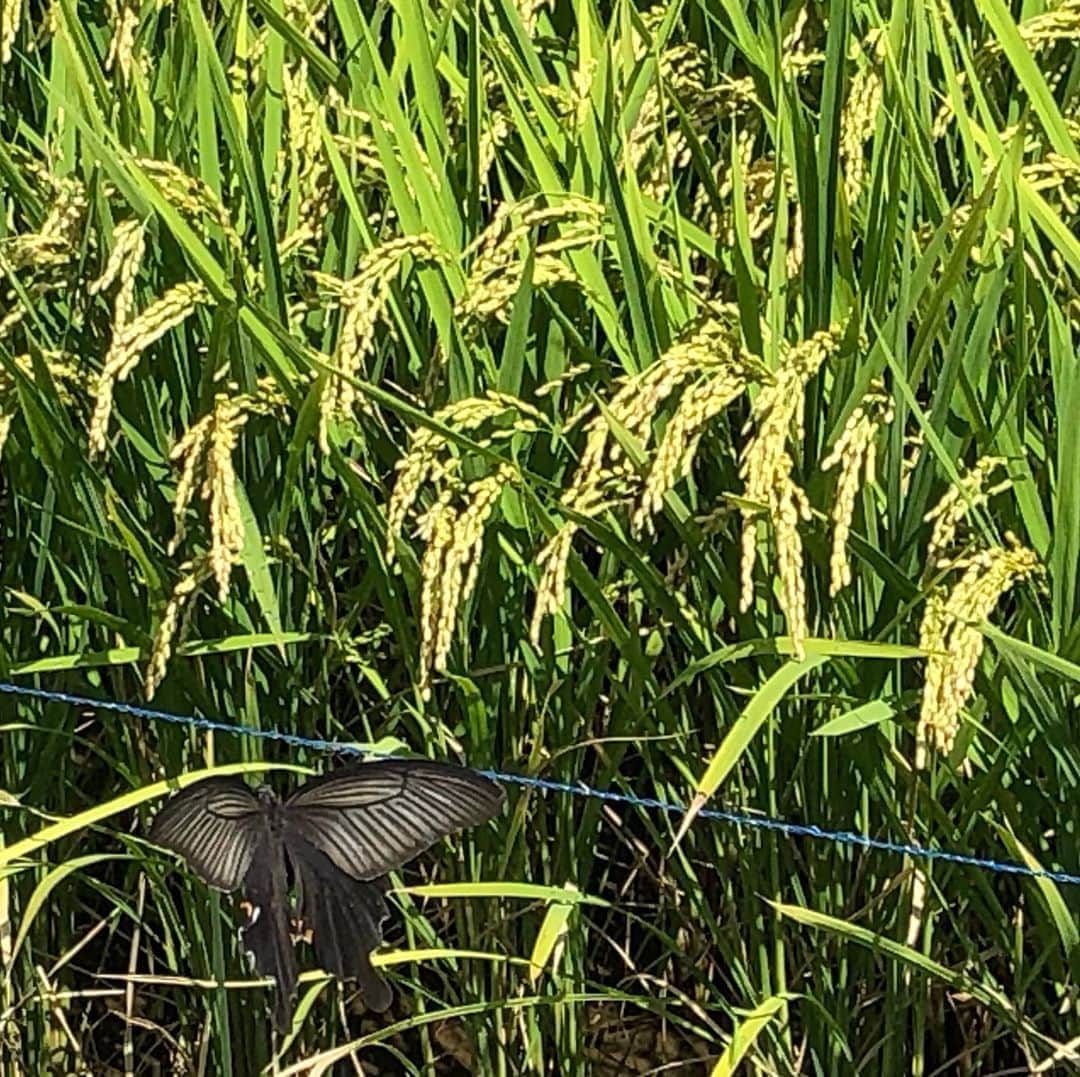 おーせさんのインスタグラム写真 - (おーせInstagram)「稲が下がる頃黒い蝶が舞う  散歩道は感動がいっぱい」8月31日 18時06分 - oosedon