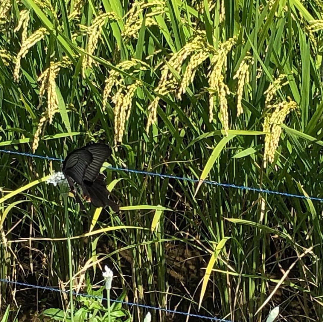おーせさんのインスタグラム写真 - (おーせInstagram)「稲が下がる頃黒い蝶が舞う  散歩道は感動がいっぱい」8月31日 18時06分 - oosedon
