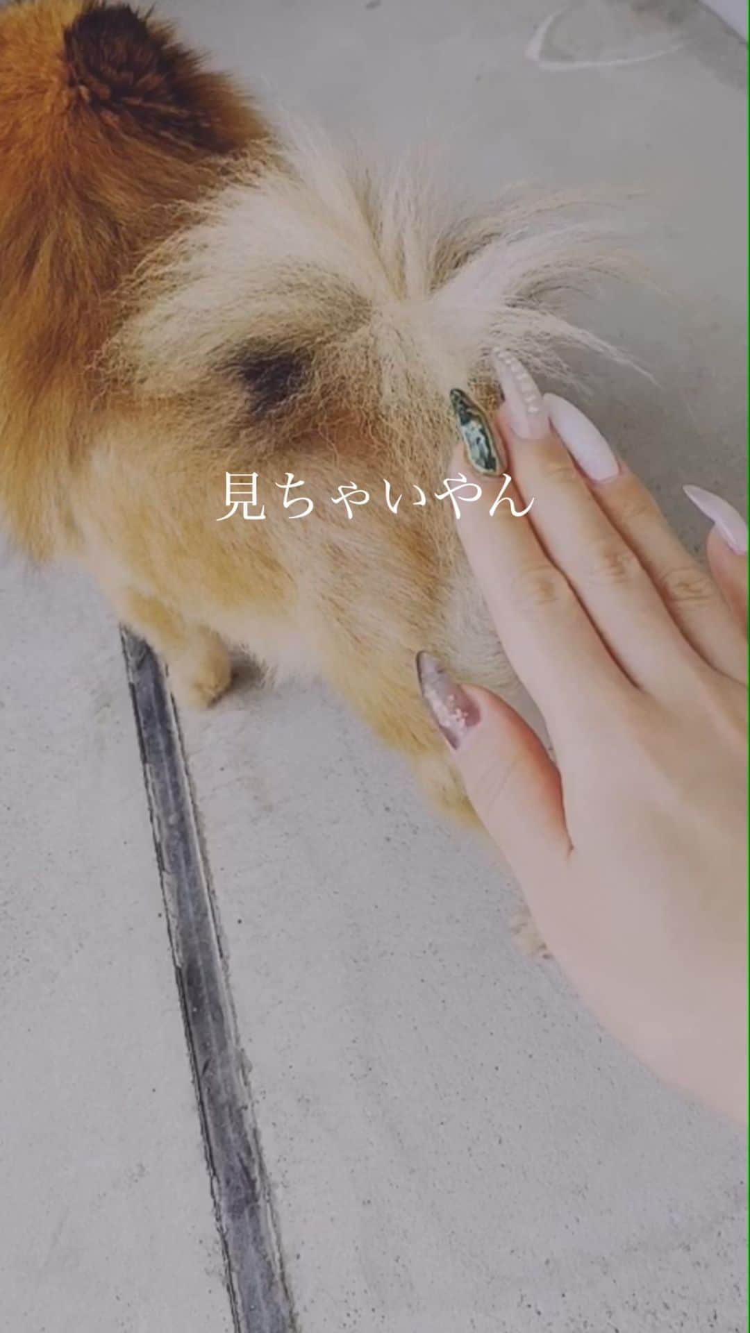 のインスタグラム：「#お散歩 #ポメラニアン #Pomeranian #dog #stayhome  #くるみ #くーちゃん」