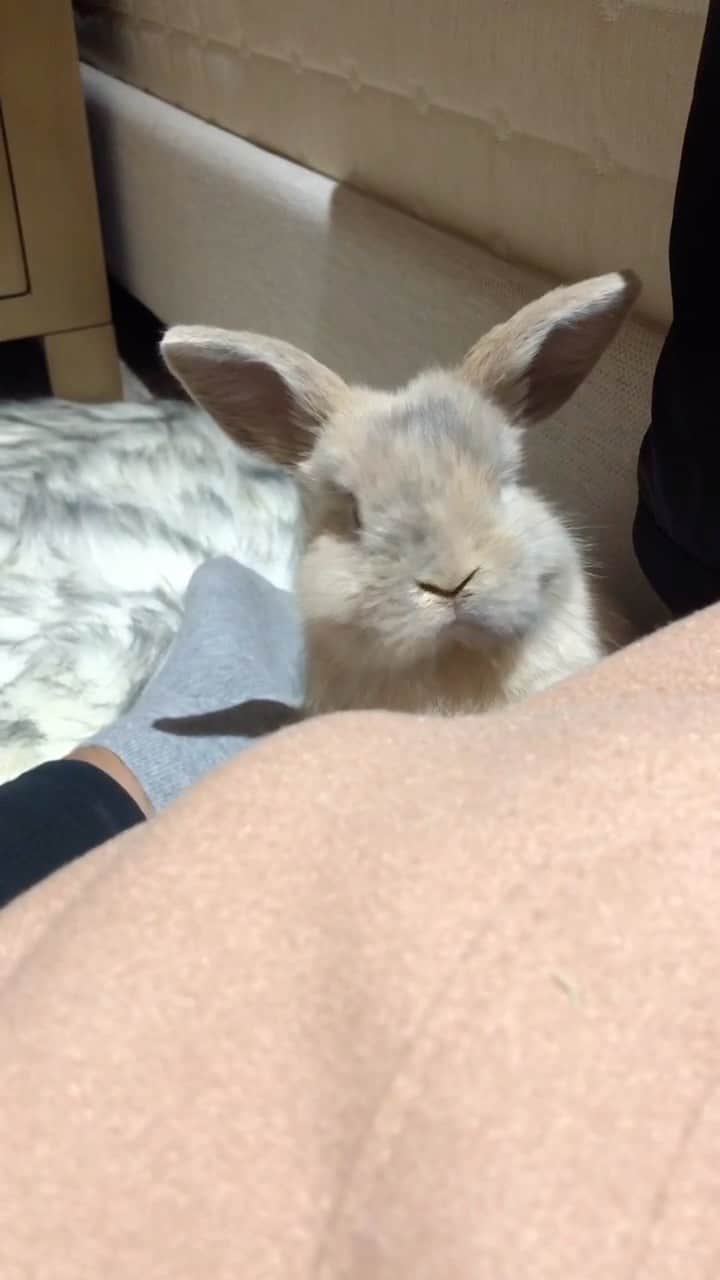 オリビア・タイのインスタグラム：「Our sweet Genevieve the Bunny crossed the rainbow bridge last Friday. We love and miss her so much. I have been bursting into tears randomly throughout the day.  Rest in peace, little one. We will always love you.  She had a terrible accident, but at least, she didn’t suffer. She has inspired to share a few things I have come to know about bunnies in the last several years:  If you’re still reading this, I really want to take some time to explain that rabbits truly are incredible family members.   They are not rodents - they’re lagomorphs. If they have a regularly cleaned litter box, they don’t smell. They’re actually really clean animals that are naturally potty-trained (similar to cats).   I’m not entirely sure why, but they are treated as backyard animals that live in little hutches here in the US. In the UK, it is common for them to not only be treated the same as dogs and cats, but it’s normal for them to be free-roaming pets inside the home.  Like cats and dogs, they should also be neutered and spayed, they come when called, they love treats, and they are considered part of our family. Like cats, they are litter-trained. Like many dogs, they are super friendly and give lots of bunny kisses - like Wiggles. Unlike cats and dogs, they are quiet... pretty much their entire lives.  I’ll be posting more about life with our free-roam bunnies. Genevieve the Bunny has inspired me to help people understand these wonderful furry family members.  I hope that this is at least a little interesting to some of you. If not, that’s okay, too :)  Fun fact: bunnies drink water out of bowls like dogs and cats, too!  Do you have any pets AKA furry (or not furry) family members? If yes, what are they and how old?」