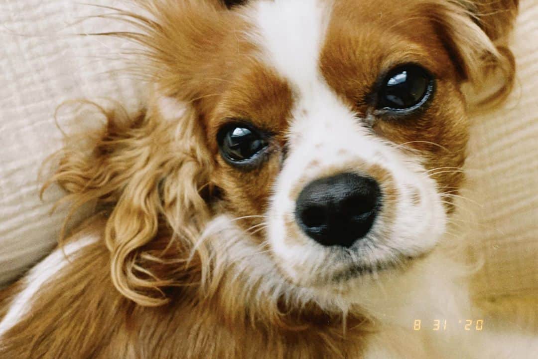 廣岡聖さんのインスタグラム写真 - (廣岡聖Instagram)「うるうるかわいい🐶 #キャバリア#キャバリアキングチャールズスパニエル#ブレンハイム#愛犬#犬のいる暮らし」8月31日 18時55分 - hirooka_hijiri