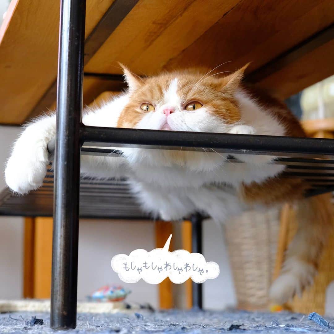 のインスタグラム：「🐯♥️ 今日も良い感じに焼けてるよっ🍖 こんがりふわっふわ♥️ #ぽしゅ焼き ・ ・ ・」