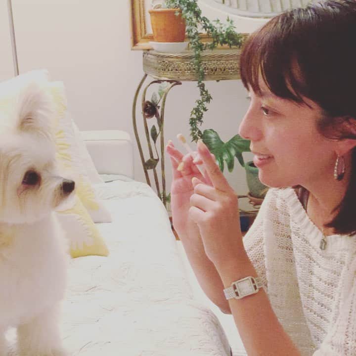 チャン・リーメイのインスタグラム：「歯磨きタイム〜🎶 ✴︎ 以前から使ってみたかった ✴︎ @migakende さんの歯ブラシを購入してみました☺️ ✴︎ と〜っても使いやすい♪♪ ✴︎ お洒落なパッケージに「ミガケンデ」というナイスなネーミング💓 ✴︎ 自然な毛の優しさがなんとも心地良く、 ✴︎ ボクも気持ちよさそう❤️ ✴︎ とってもオススメです❣️ ✴︎ 美しい歯は、日々の積み重ね✨ ✴︎ 人間もわんこも一緒だネ☺️ ✴︎ がんばろう💓 ✴︎ #migakende #ミガケンデ　 #わんこの歯磨き　 #犬との生活」