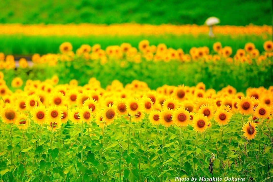 花の写真館のインスタグラム：「Photo by 大川 正仁.⠀ .⠀ Original Post[投稿いただいたURL]⠀ https://www.facebook.com/photo.php?fbid=2326073297506465⠀ .⠀ 本アカウントは、 #私の花の写真 をつけてInstagramに投稿された皆さまの花の写真や、「花の写真館」Facebookページで投稿された花の写真を紹介します。⠀ 「花の写真館」Facebookページは、「 @floral.photograph 」のプロフィールにあるURLからご覧ください。⠀ .⠀ ※各自、政府、自治体など公的機関の指示に従った行動をお願いします。⠀⠀ 東京カメラ部および分室では、写真を「見る楽しみ」を提供することを通して、微力ながら皆様にわずかな時間でも癒しをお届けしたいと思っております。⠀ ※本アカウントは東京カメラ部がFacebook、Instagramのサービスを利用して運営しているもので、Facebook社・Instagramとは一切関係ありません。⠀ .⠀ #花の写真館 #floralphotograph #floralphoto #flower #flowers⠀ Follow: @floral.photograph」