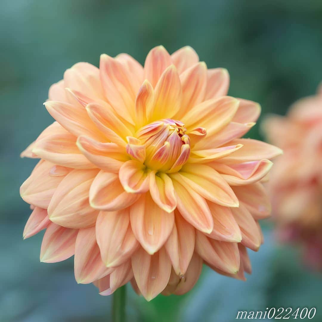 mani022400さんのインスタグラム写真 - (mani022400Instagram)「. 31 Aug. 2020 . . こんばんはー🌸🌺🌹✨ . . location:Tokyo camera:a7r3 lens:Sony135GM . . .  🌺🌺🌺🌷🌷🌷🌹🌹🌹🌸🌸🌸 ご訪問ありがとうございます🙇 . お花以外の写真は サブアカウントにポストしています。 良かったら、覗いてください🙇🙇 ⬇️⬇️⬇️ @mani0224000   . 🌺🌺🌺🌷🌷🌷🌹🌹🌹🌸🌸🌸 . . . . . 🔷🔷🔷🔷🔷🔷🔷🔷🔷 thanks_dear_yui  discoverwithalpha ﻿ japan_ilc﻿  a7rm3 ﻿ sel135f18gm  sel55f18z  #カメラ好きな人と繋がりたい  #flower  #花 #flowers   #写真好きな人と繋がりたい love_bestjapan  serahana #ファインダー越しの私の世界    #花のある暮らし  #bns_lite #eclecticshow #explore_floral . #9vaga9  9Vaga_Rose9  9vaga_3flowers9  #floristsandflowers #ip_for_blossoms_vip  #fabulous_shots ig_flowers #ponyfony_flowers #meiko_flora_member meiko_roses  #myheartinshots #la_flowers #rainbow_petals #top_favourite_flowers  #quintaflower #inspiring_shot #phx_flowers dreaming_in_macro #j_flower_shots flower_special_legend　nature_special_legend  #ind_flowers #tv_flowers　　 #best_mmf_vipday  #best_beauty_flora_  9vaga_flowersart9 #ptk_flowers #fleur_noblesse_m  .」8月31日 19時41分 - mani022400