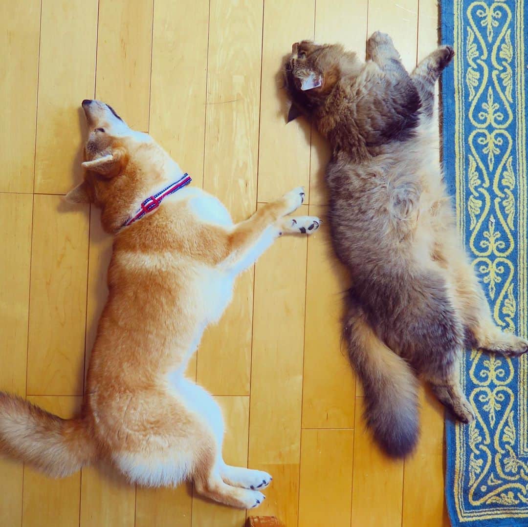 yokoのインスタグラム