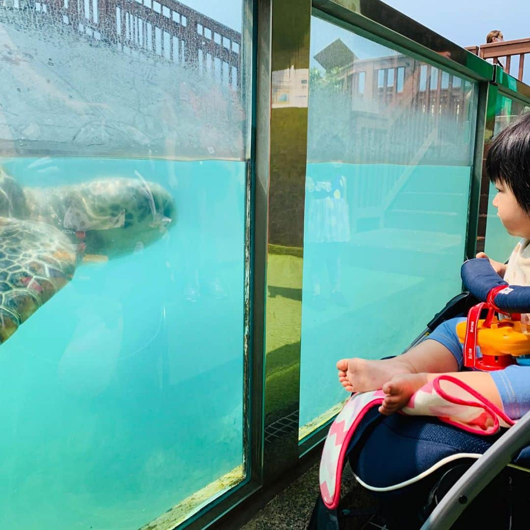 横山愛子さんのインスタグラム写真 - (横山愛子Instagram)「【新江ノ島水族館】空いててとても楽しめました^ ^ イルカショー🐬では最前列に座ったら、水がかかり！！子供達まさかの号泣…笑 でもそれもなんだか可愛くて面白かったなぁ^o^ また、グルグル回ってるくじ引きを、長女が自分でやったら、まさかの2等❤️❤️❤️ 凄すぎる！！運の持ち主^o^大きなイルカさんが当たりました😊 次女もお魚さん好きみたいです喜んでたなぁ^ - ^ 帰り際に海に寄って、足だけ入った長女ちゃん！真っ黒になったけど楽しんでいました( ◠‿◠ ) 唯一のオフを、疲れてるのに子供達のために必ずお出かけしてくれる主人に、感謝でした☆ありがとう😀 明日からまたがんばろーー！！」8月31日 19時56分 - aiaiko8