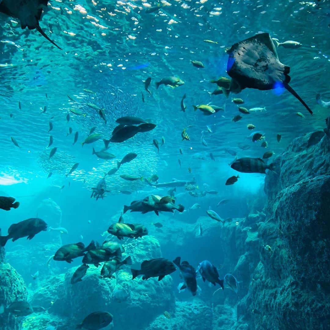 横山愛子のインスタグラム：「【新江ノ島水族館】空いててとても楽しめました^ ^ イルカショー🐬では最前列に座ったら、水がかかり！！子供達まさかの号泣…笑 でもそれもなんだか可愛くて面白かったなぁ^o^ また、グルグル回ってるくじ引きを、長女が自分でやったら、まさかの2等❤️❤️❤️ 凄すぎる！！運の持ち主^o^大きなイルカさんが当たりました😊 次女もお魚さん好きみたいです喜んでたなぁ^ - ^ 帰り際に海に寄って、足だけ入った長女ちゃん！真っ黒になったけど楽しんでいました( ◠‿◠ ) 唯一のオフを、疲れてるのに子供達のために必ずお出かけしてくれる主人に、感謝でした☆ありがとう😀 明日からまたがんばろーー！！」
