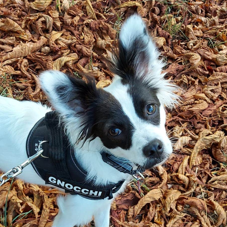 Leslie Camila-Roseのインスタグラム：「From DTLA rescue center to forest walks in Europe, with a few months paddling adventures in North Miami Beach... 2020 isn't all that bad... 🦝   #adoptdontshop🐾 #rescuedogsrock #bestfurryfriends #borderjack #jackrussellmix」
