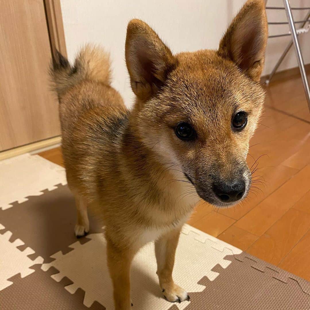 蒼井里紗のインスタグラム：「毛が抜けて　ジョボしば　になってしまった、2020夏。  #柴犬  #柴犬のいる暮らし  #柴犬夏毛  #しばいぬだいすき  #豆柴  #まめしばのいる暮らし」