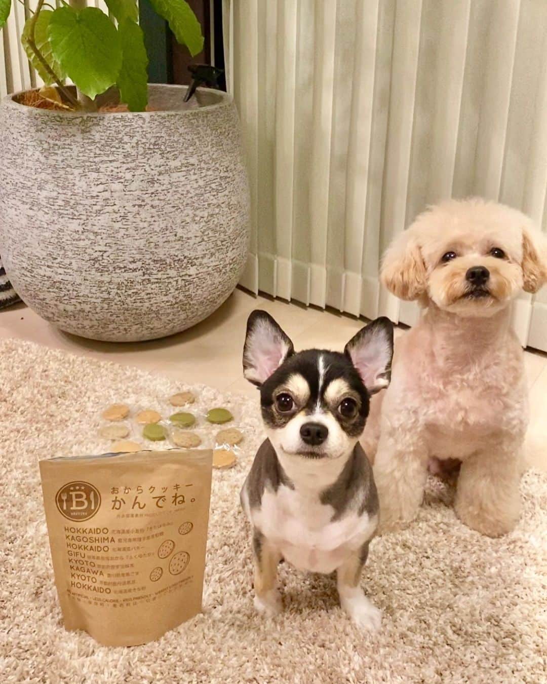 MelonHarunaさんのインスタグラム写真 - (MelonHarunaInstagram)「🍪🐶💗🐶💗🍪  ダイエット中の友達のお家へ… いつもはケーキとか買っていくけど…  @besties.natural  の おからクッキー🍪を持って行ったよ💗  マーガリン不使用で 普通のクッキーの半分程のカロリーで これならダイエット中でも 食べれちゃうかな？と😌  しかも私、おから好きじゃないんだけど ザクザク食べ応えあってめっちゃ美味しかった🙄❤️  味も、抹茶🍃黒豆、黒胡麻、きな粉と 私は全部大好きなのです💗💗  自分に買うにはまあまあいいお値段するので 手土産にいいなー💗って思った🤩  このよくストーリーに登場する ワンチャンは、ムチムチこじろう🦖 モフモフさつま🍠です🐶🐾よろしくね！ エレベーター降りるだけで会えるのです💗  みんなワンコ飼ってる？🐶🐶🐶 私はシェルティー飼ってたよ！ ・ ・  😸《2つ前の投稿でプレゼント企画してます！ 　　　期日は明日まで！まだ間に合うよ😻  ・ ・ #ダイエットおやつ#マーガリン不使用#安心おやつ#おからクッキー#お家スイーツ#bestiesnatural#ヘルシーおやつ#手土産スイーツ #オーガニック食品#食事制限なし #美ボディ#おうちじかんを楽しもう #さつこじ#ダイエット仲間#美意識高め#癒しを提供 #健康食品 #健康的に痩せる #パンツじゃないよズボン履いてるよ#美ボディメイク#犬飼いたい」8月31日 20時28分 - melon_867