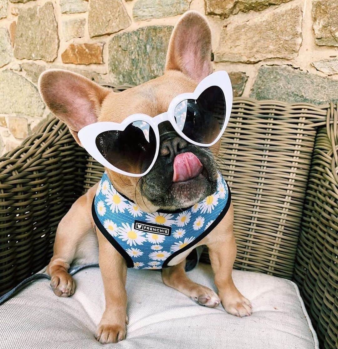 Regeneratti&Oliveira Kennelさんのインスタグラム写真 - (Regeneratti&Oliveira KennelInstagram)「I do a thing called what I want.....😜 @leodifrenchie  . . . Shop  @frenchie_bulldog ⚡️THE COOLEST⚡️ swag for your pup! 🎁 Get 10% off  with code jmarcoz10 🐾  . . . .  #frenchiepetsupply #frenchie_bulldog . . . . . #frenchie #frenchies  #französischebulldogge #frenchbulldog #frenchbulldogs  #dog #dogsofinstagram #frenchies1 #bully #bulldog #bulldogfrances #フレンチブルドッグ #フレンチブルドッグ #フレブル #ワンコ #frenchiesgram #frenchbulldogsofinstagram #ilovemyfrenchie #batpig #buhi #squishyfacecrewbulldog」8月31日 20時31分 - jmarcoz