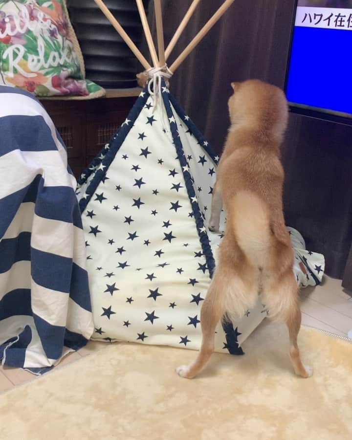 豆柴 サニーちゃんのインスタグラム