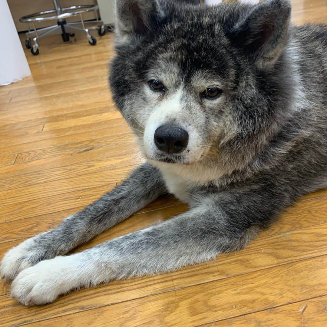 山本里美のインスタグラム：「🖤🖤🖤🖤 秋田犬が好き」