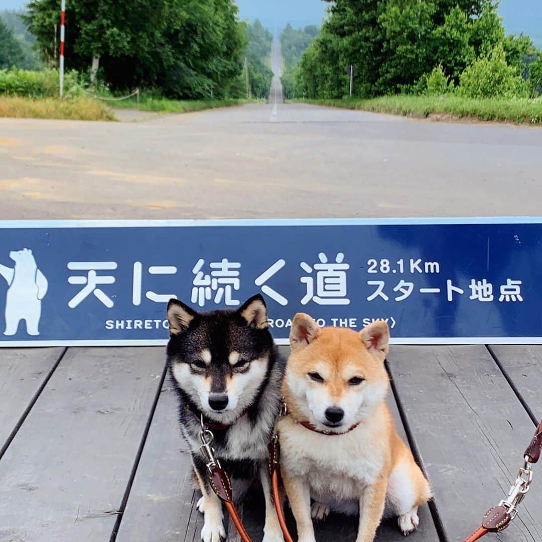 豆柴なつ&ふゆさんのインスタグラム写真 - (豆柴なつ&ふゆInstagram)「Memorys of Hokkaido😊💕 北海道の思い出😊💕天に続く道🌟   #北海道#天に続く道 #思い出#memory #柴犬#shiba #shibainu #shibagram #shibamania #shibalovers #豆柴#shibalife #shibasofinstagram #CuteDogs #柴犬マニア #dogsofinstagram #dogoftheday #instadog #instashiba #instapet #いぬら部 #ふわもこ部  #しばいぬ#犬バカ部 #shiba_snap #pecoいぬ部 #🐕📷#かわいい #instagood」8月31日 20時42分 - mameshiba.natsuinu56