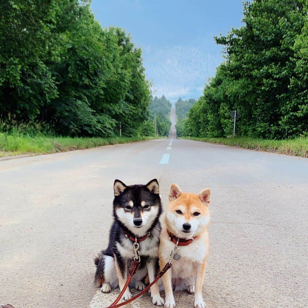 豆柴なつ&ふゆのインスタグラム